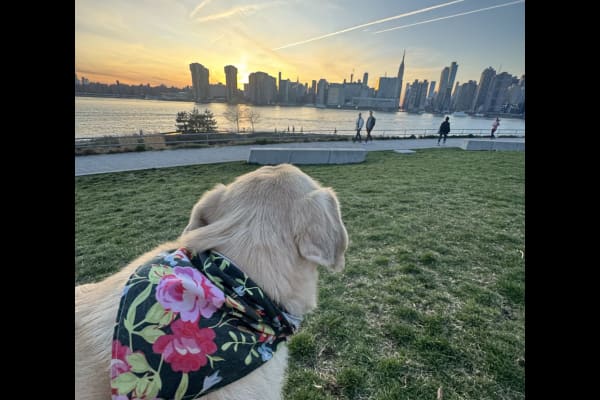 House sit in New York City, NY, US