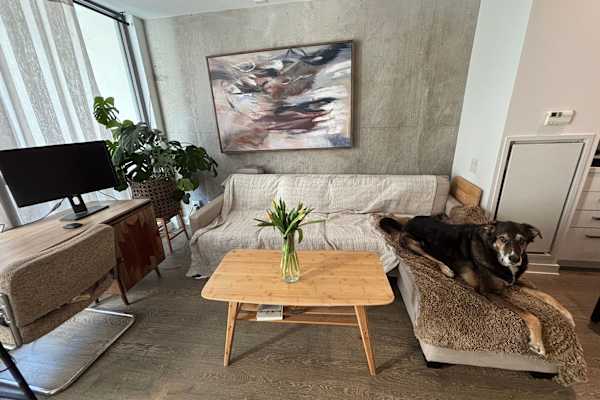 House sit in Toronto, ON, Canada