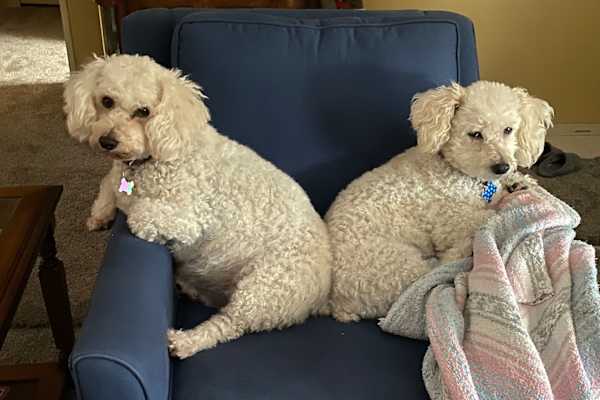 House sit in Chesterton, IN, US
