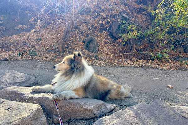 House sit in Beaver Creek, CO, US