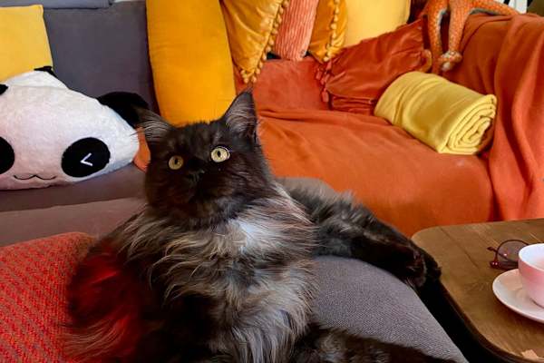 House sit in Potsdam, Germany