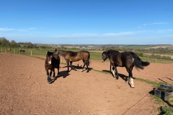 House sit in Collingham, United Kingdom