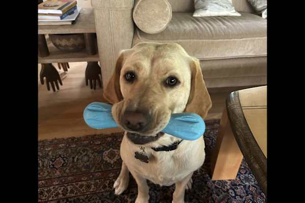 House sit in Corte Madera, CA, US