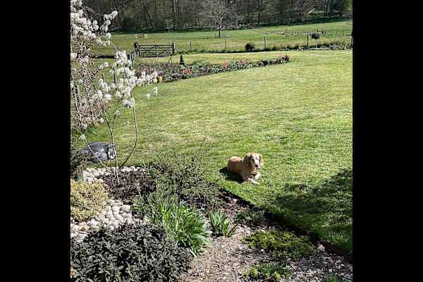 House sit in Basingstoke, United Kingdom