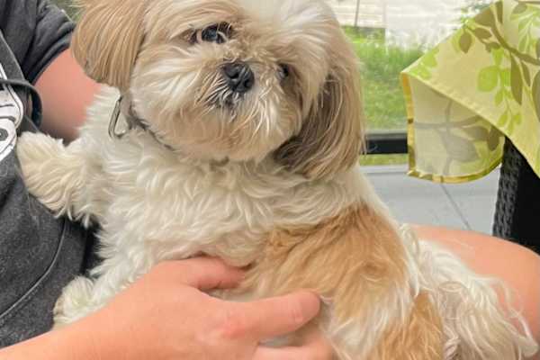 House sit in Bethesda, MD, US