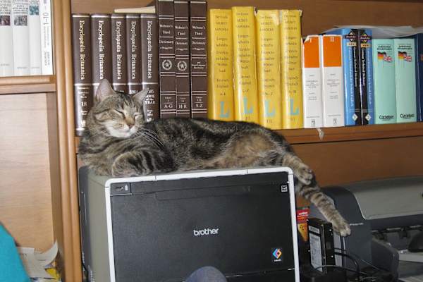 House sit in Sunnybank Hills, QLD, Australia