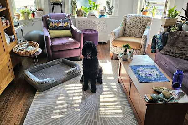 House sit in Brookline, MA, US