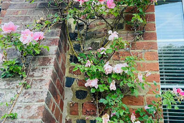 House sit in Guildford, United Kingdom