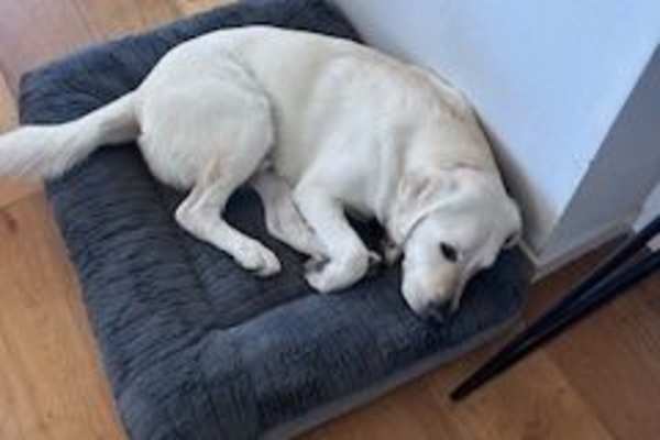 House sit in Sydney, NSW, Australia