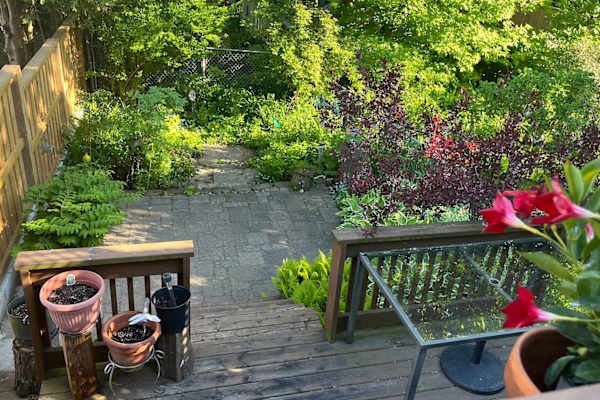 House sit in Toronto, ON, Canada
