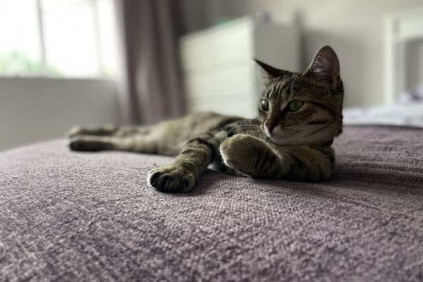 House sit in Kidderminster, United Kingdom