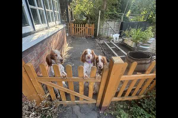 House sit in Ludlow, United Kingdom