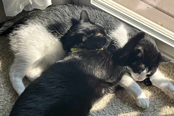 House sit in Snohomish, WA, US