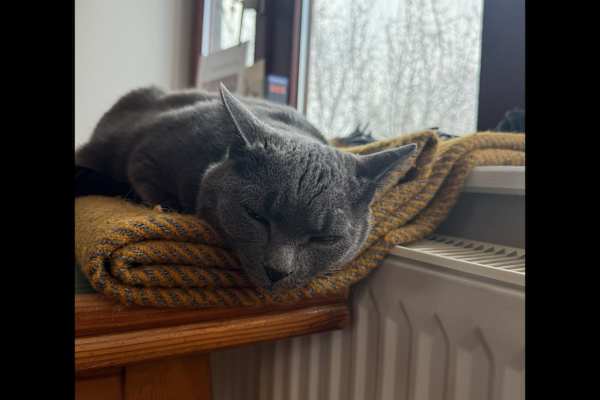 House sit in Hamburg, Germany