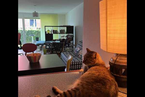 House sit in Zürich, Switzerland