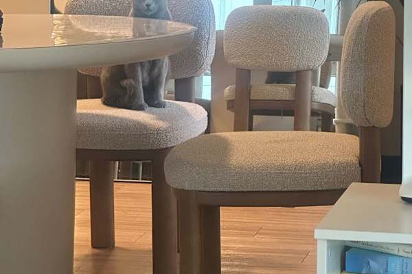 House sit in San Jose, CA, US