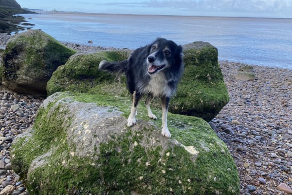 House sit in Clevedon, United Kingdom