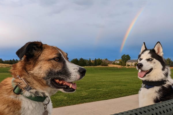 House sit in Arvada, CO, US