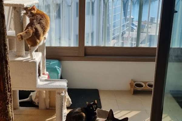 House sit in Gohyeon, South Korea