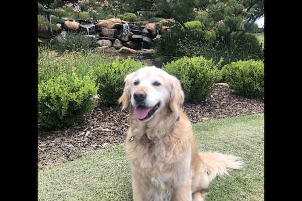 House sit in Adelaide, SA, Australia