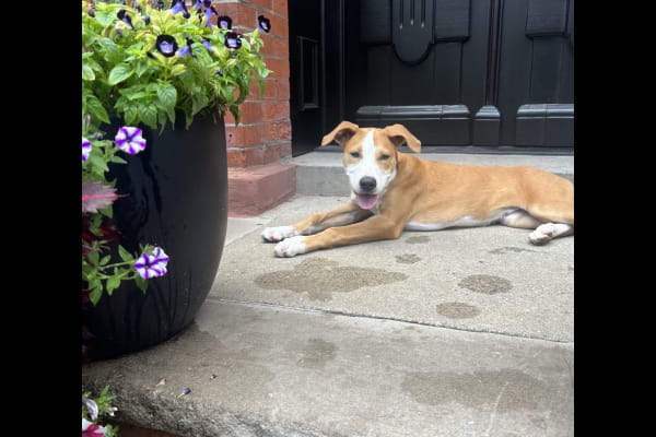 House sit in Jersey City, NJ, US