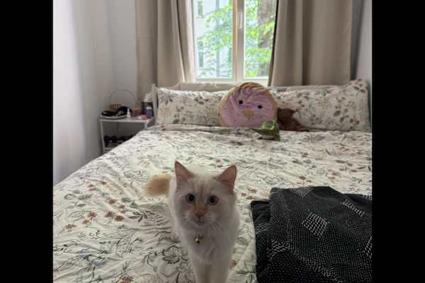 House sit in Berlin, Germany