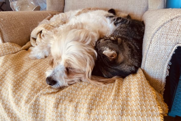 House sit in Javea, Spain