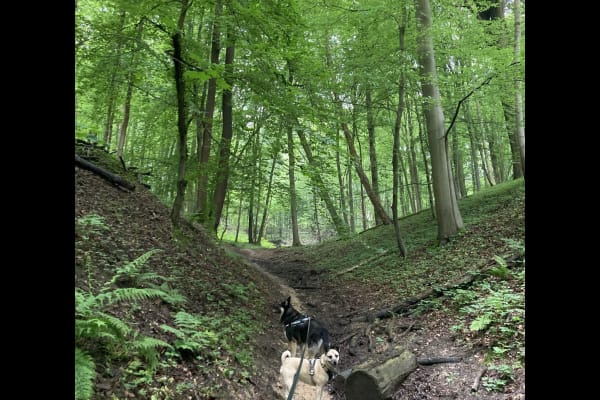 House sit in Rothem, Netherlands