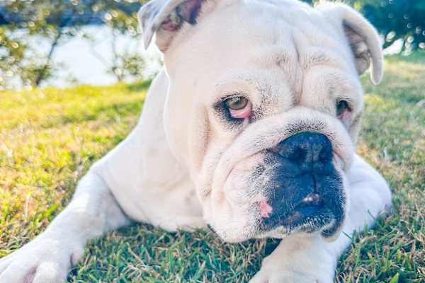 House sit in Brisbane, QLD, Australia