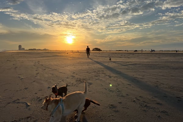 House sit in Galveston, TX, US