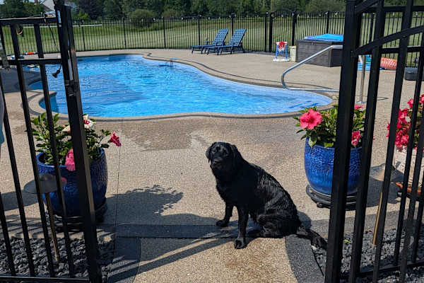 House sit in Buffalo, NY, US