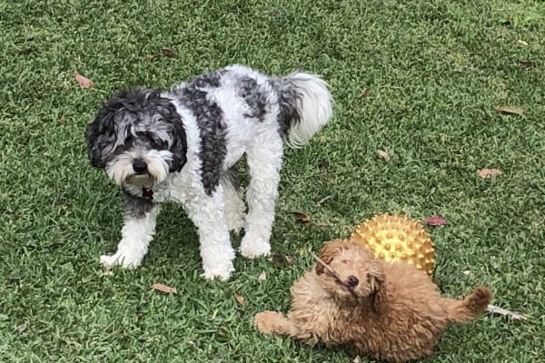 House sit in Newcastle, NSW, Australia