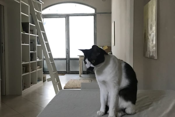 House sit in Florence, Italy