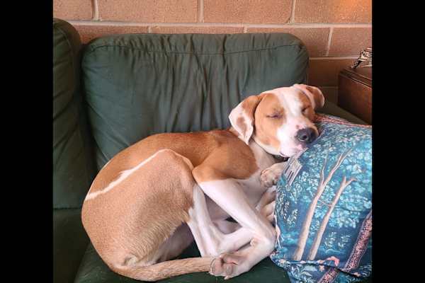 House sit in Alexandria, VA, US