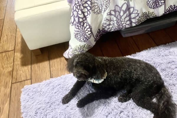 House sit in Sarasota, FL, US