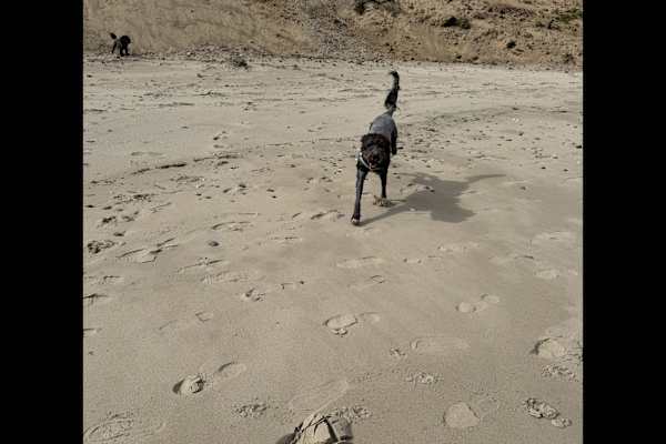 House sit in Loch Garman, Ireland