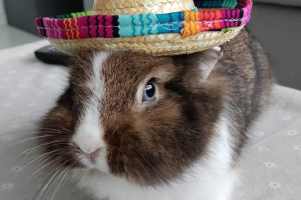 House sit in Singapore, Singapore