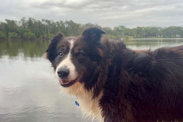 House sit in Hurlstone Park, NSW, Australia
