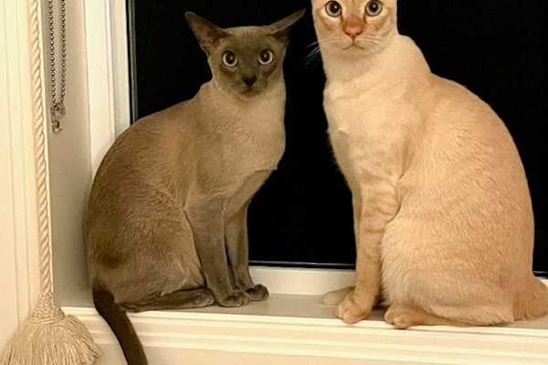 House sit in Sydney, NSW, Australia