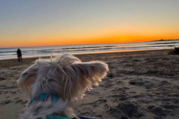 House sit in Santa Cruz, CA, US