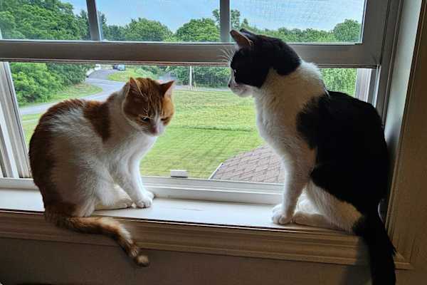 House sit in Mount Joy, PA, US