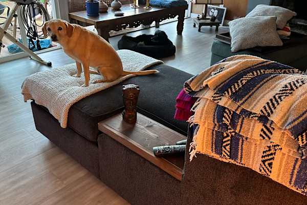 House sit in Novato, CA, US