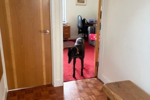 House sit in Winchester, United Kingdom