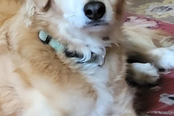 House sit in Port Townsend, WA, US