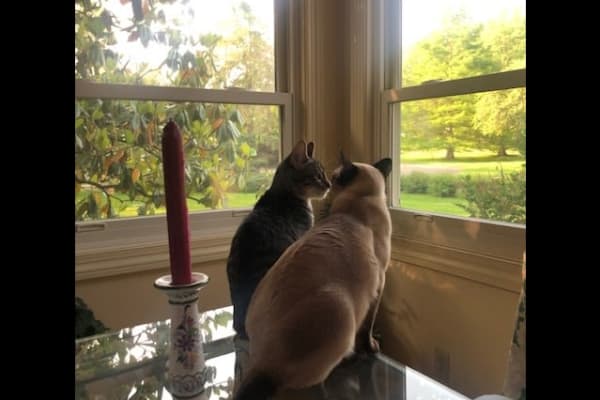 House sit in Lexington, KY, US