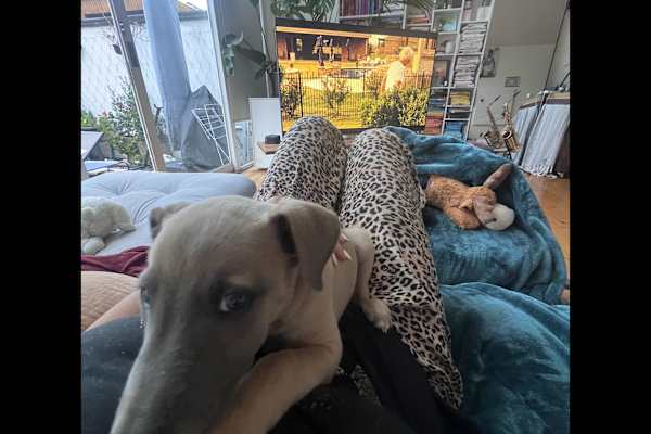 House sit in Melbourne, VIC, Australia
