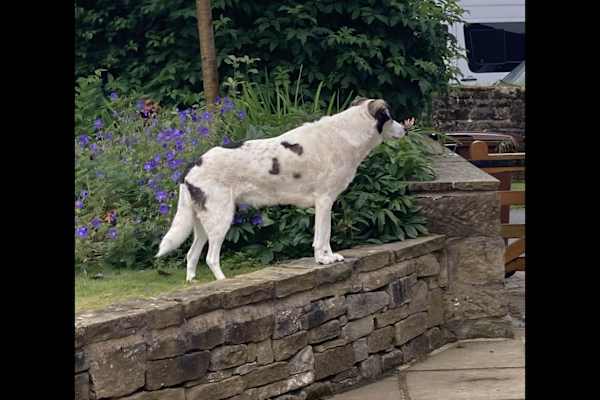 House sit in Beverley, United Kingdom