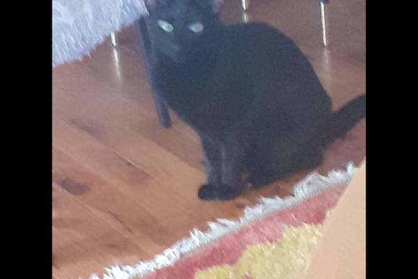 House sit in Armidale, NSW, Australia