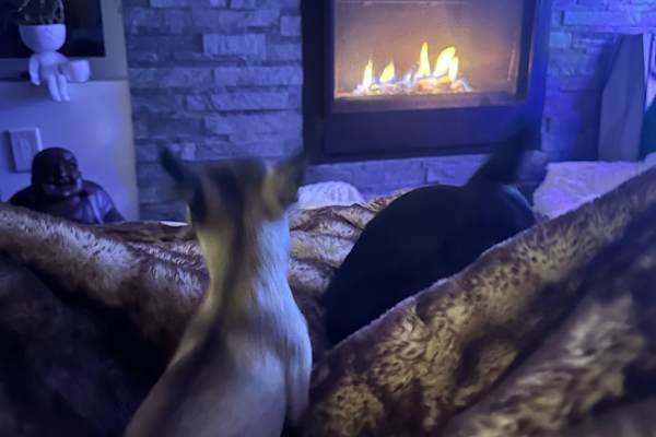 House sit in High River, AB, Canada
