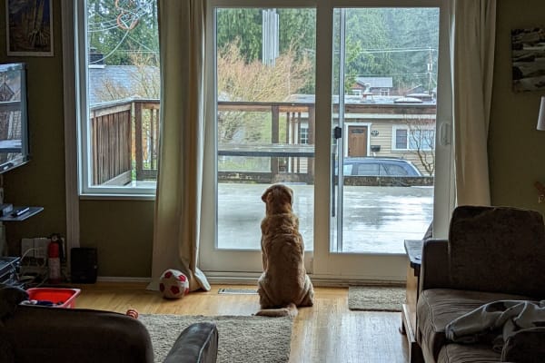 House sit in Vancouver, BC, Canada